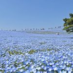ひたち海浜公園
